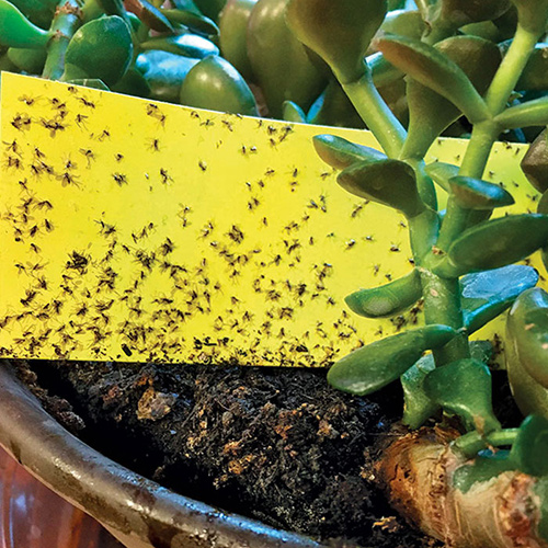 How to Handle Common Houseplant Pests