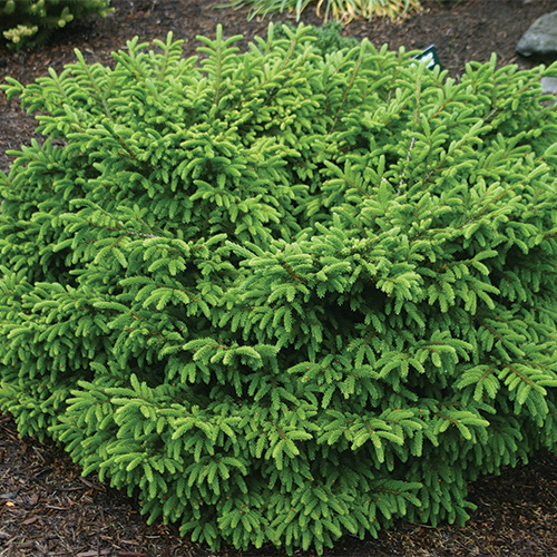 deer-resistant plants for the midwest