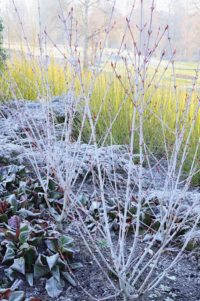 evergreen perennials for winter interest