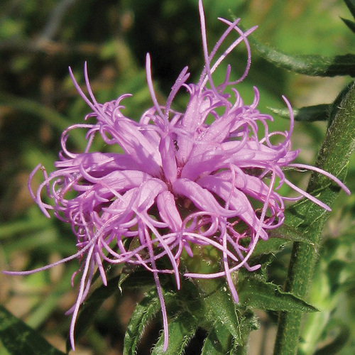 Liatris squarrosa flower