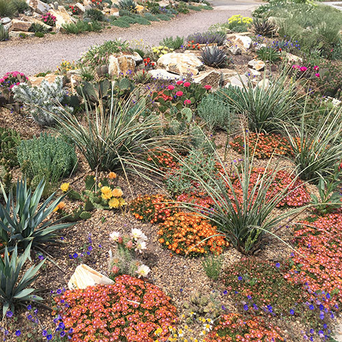 cacti and succulent combination