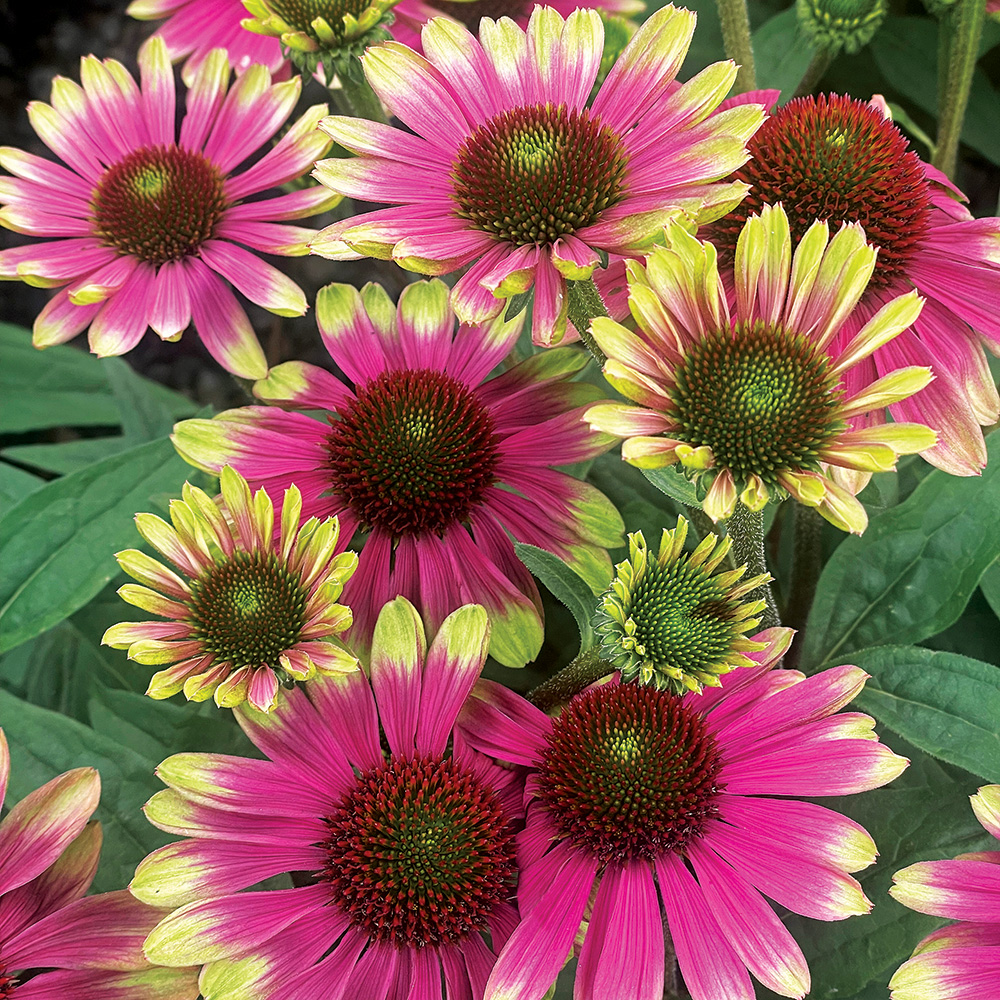 Sweet Sandia Coneflower