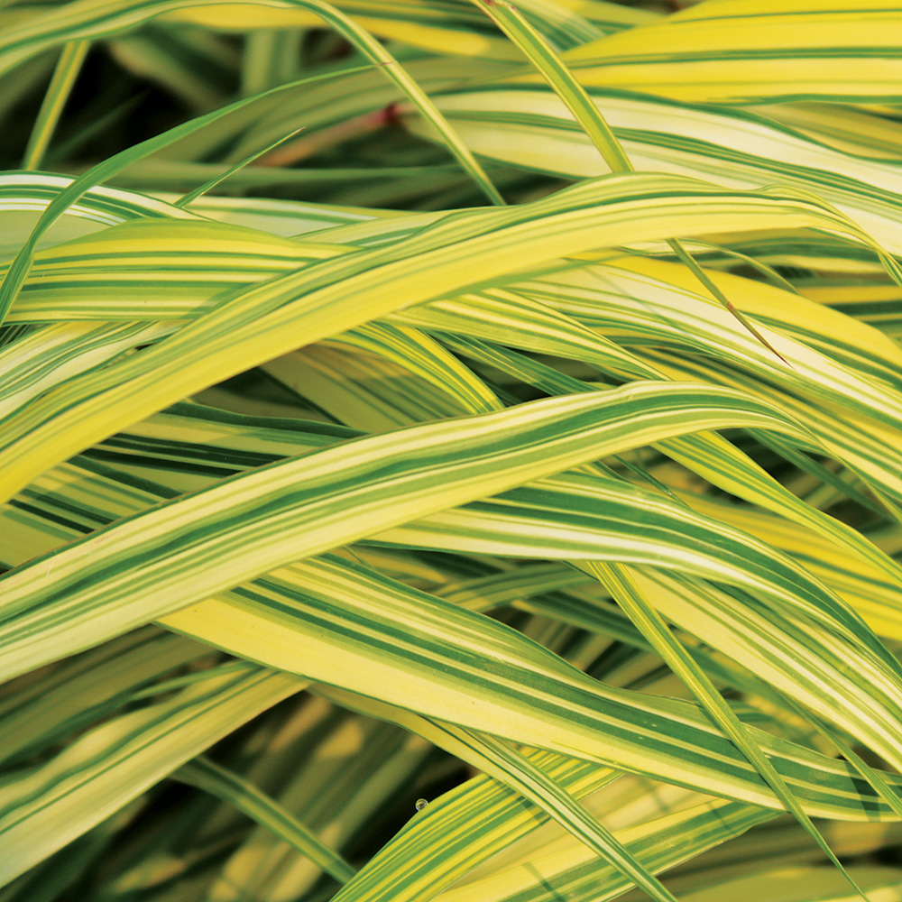 Golden Variegated Japanese Forest Grass