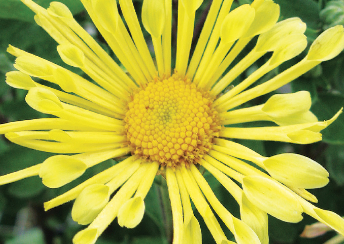 Mammoth Yellow Quill Chrysanthemum