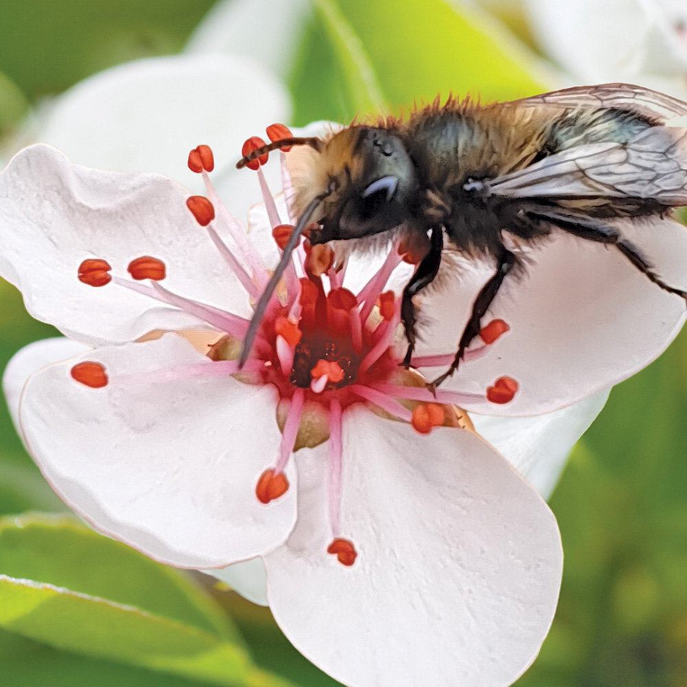 mason bee on a white flower