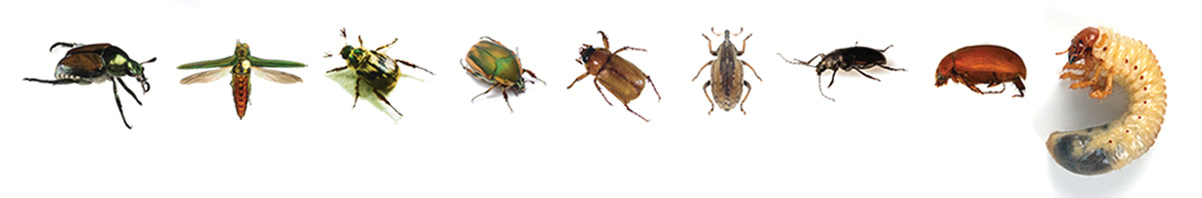 Targeted insect pests