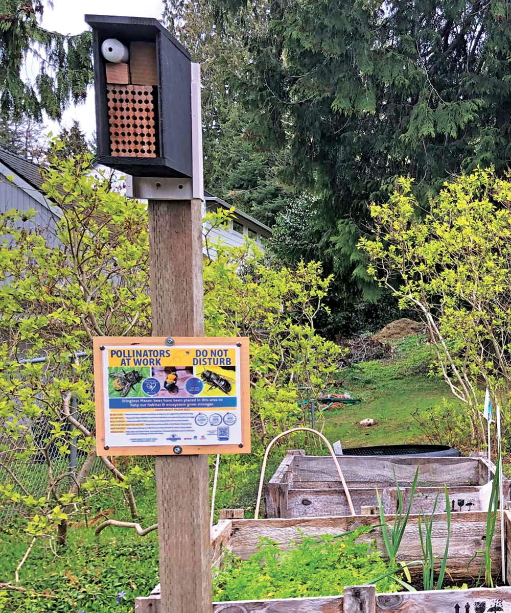 mason bee house