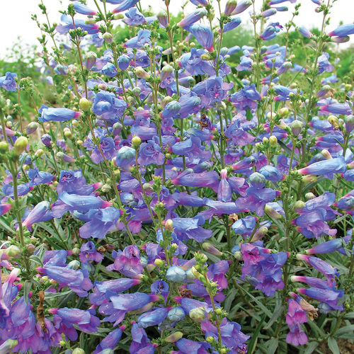 Electric Blue foothill penstemon