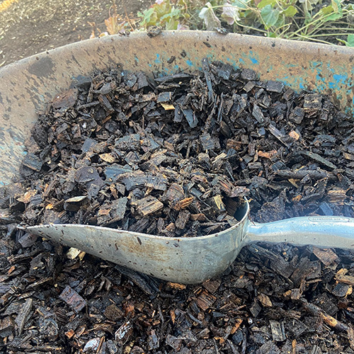scooping top-dressing from a wheelbarrow with an aluminum scoop