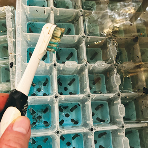 using a battery-operated toothbrush to clean a seed-starting tray