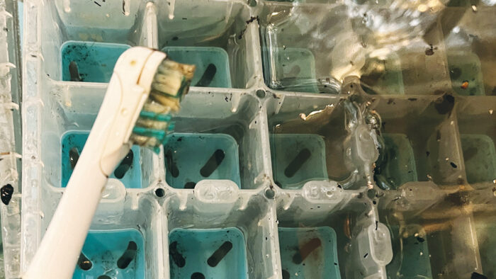 using a battery-operated toothbrush to clean a seed-starting tray