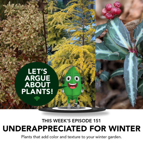 underappreciated winter plants