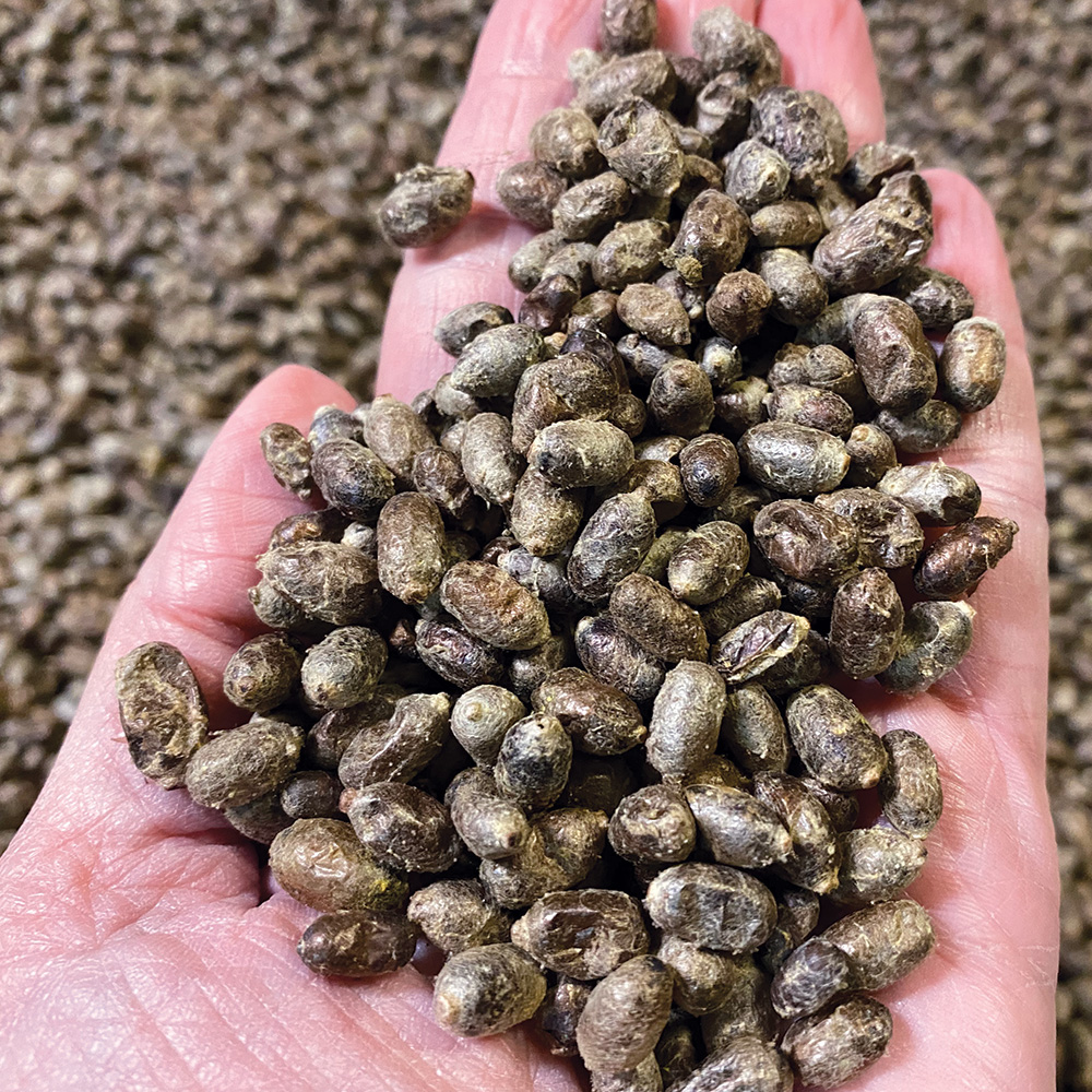 handful of bee cocoons