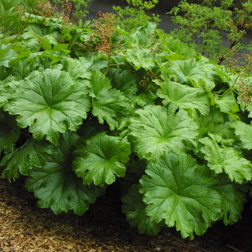 Umbrella Plant is a great hosta replacement for mild climates