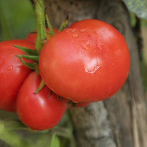 Bradywine Tomato