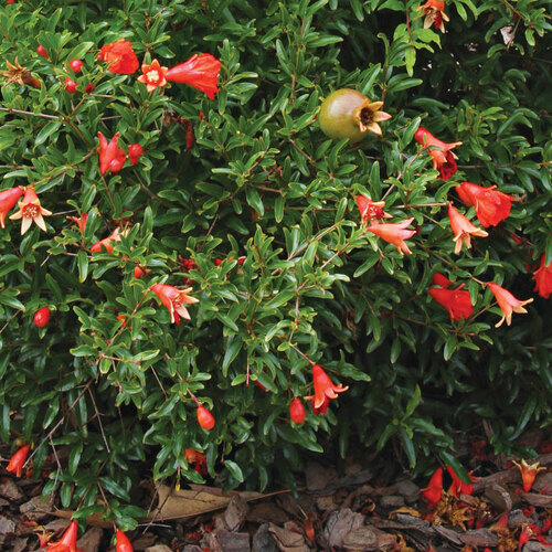 Shrubs for Small Spaces in the Southern Plains