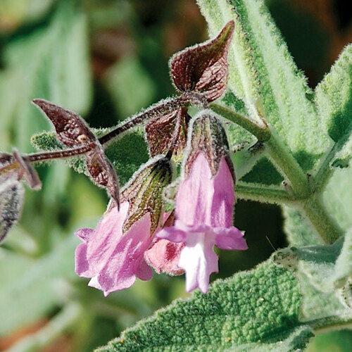 ‘El Tigre’ fragrant pitcher sage