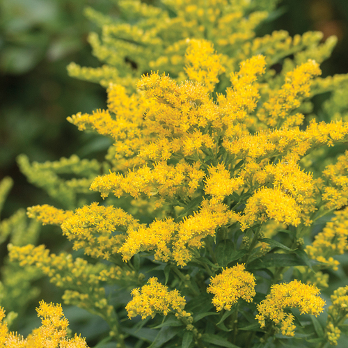 Golden Baby® Dwarf Goldenrod