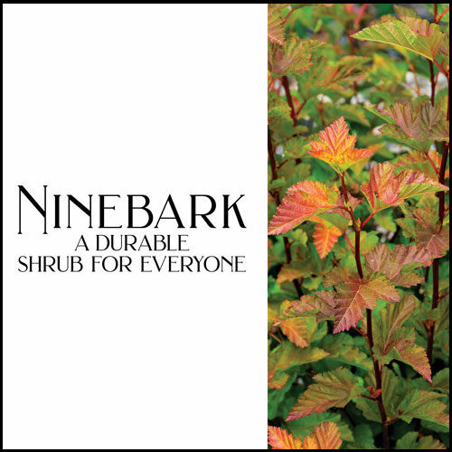 The Best Ninebark Shrubs for the Garden