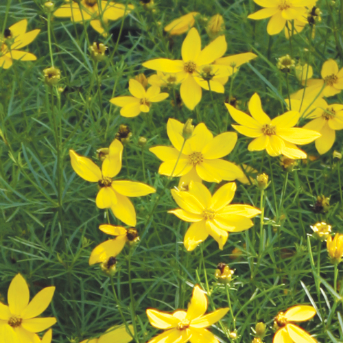 Coreopsis