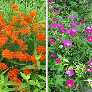 heat-tolerant perennials