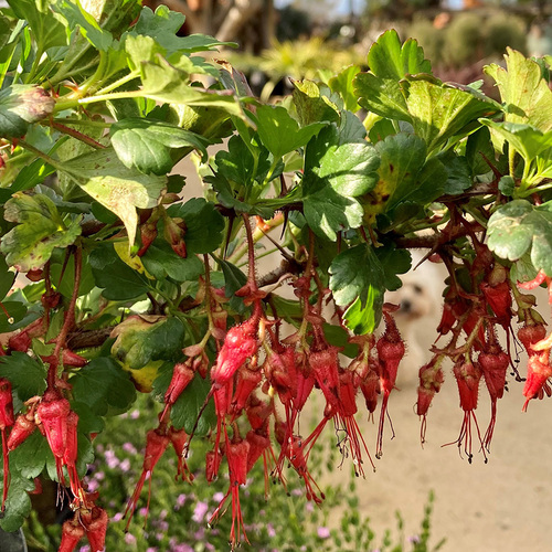 close up of red fuchsiaflower