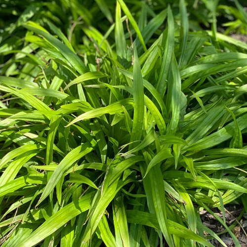 native sedges