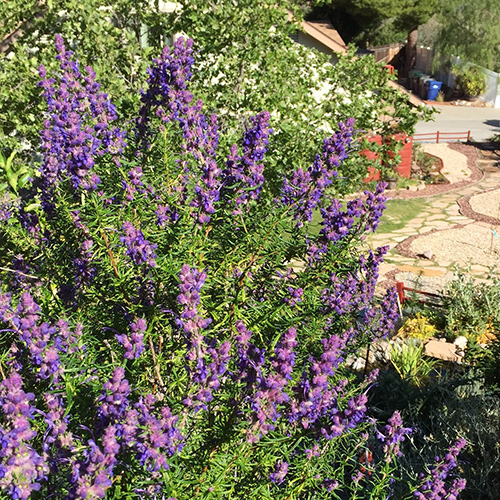 native plants for southern california