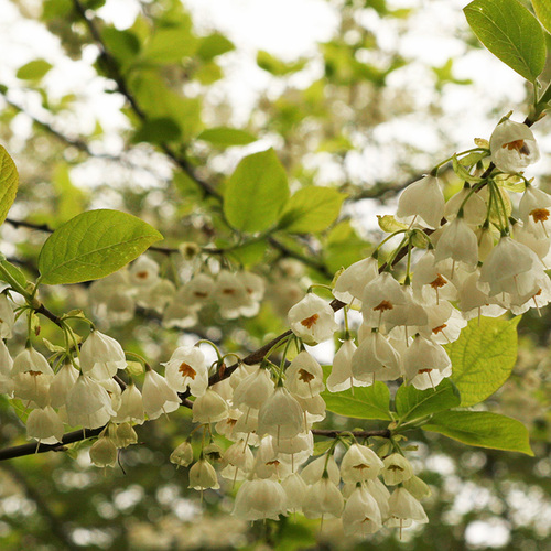 Carolina silverbell in bloom