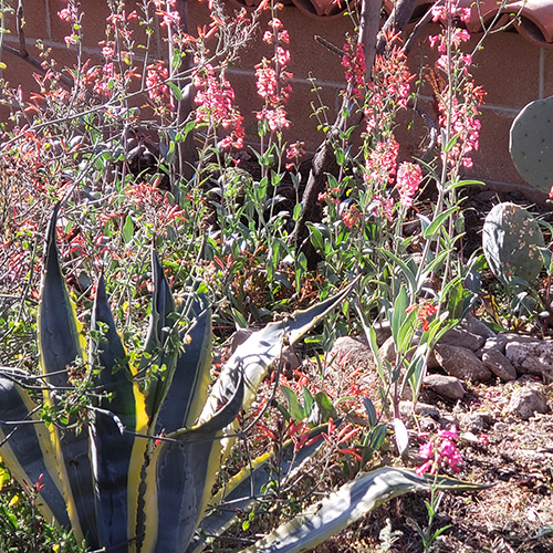 easy-to-grow wildflowers for the Southwest