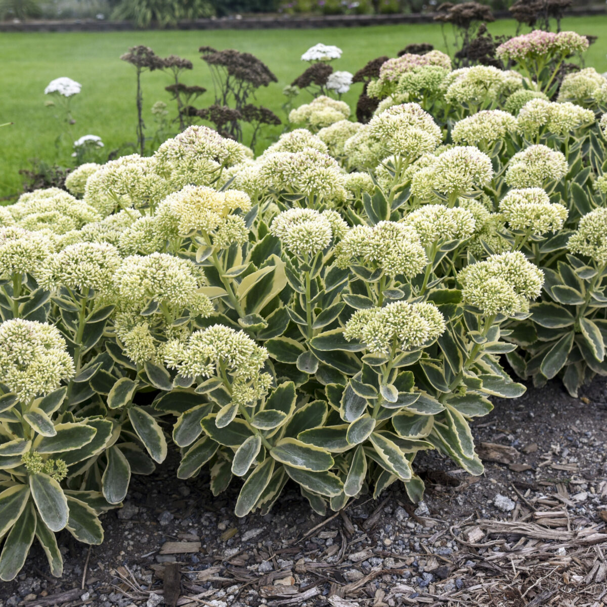 ‘Frosted Fire’ sedum (credit: Walters Gardens, Inc.)
