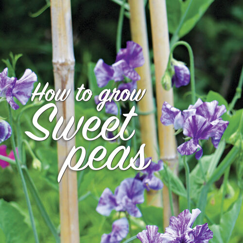 How to Grow Sweet Peas
