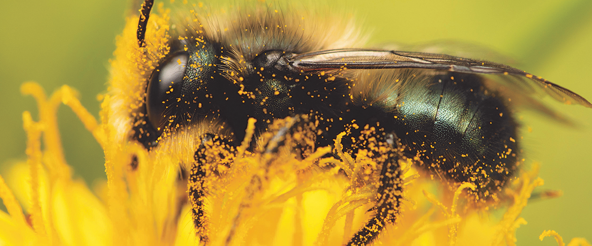 mason bee covered in pollen