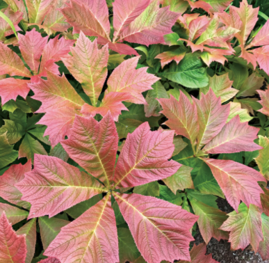 perennials for fall color