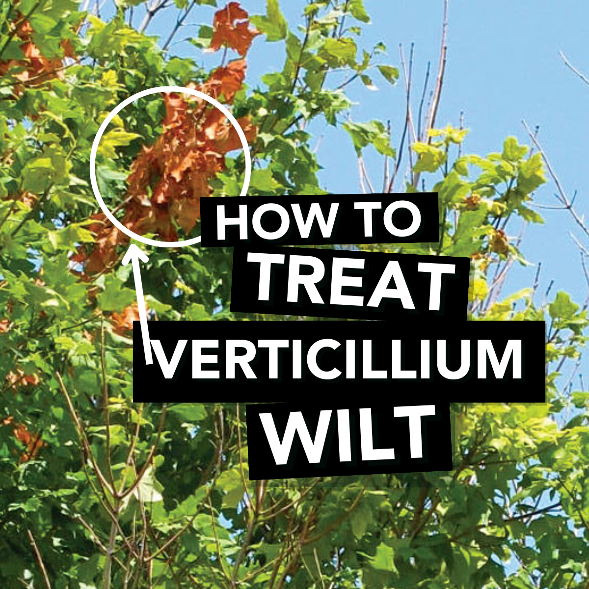 How to Treat Verticillium Wilt